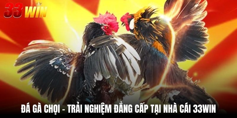 Đá Gà Chọi - Trải Nghiệm Đẳng Cấp Tại Nhà Cái 33Win