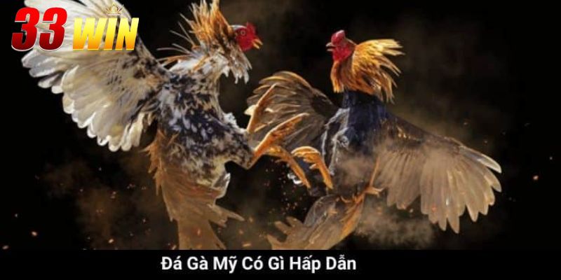 Đá Gà Mỹ - Khi Sức Mạnh Và Tốc Độ Chinh Phục Đỉnh Cao