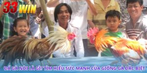 Đá Gà Nòi - Tinh Hoa Của Nghệ Thuật Gà Chọi Truyền Thống